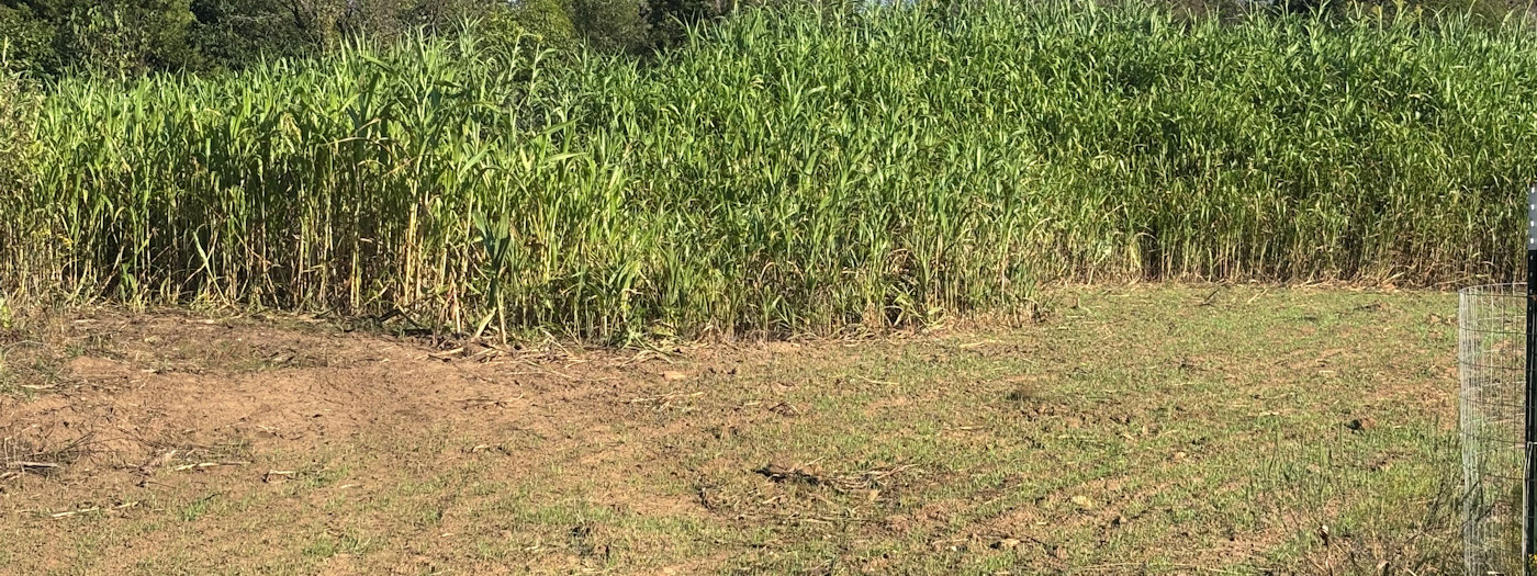 Seasonal Food Plot Strategies for Bow, Muzzleloader & Rifle Hunting in Oklahoma