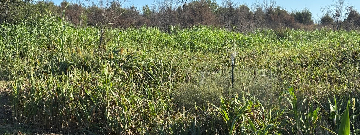 Northern Oklahoma Food Plots