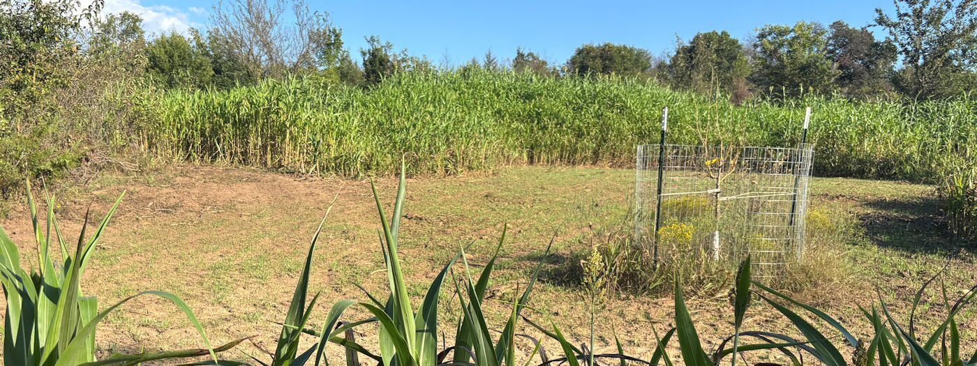 Prepare Fall Food Plots for Deer Hunting in Oklahoma
