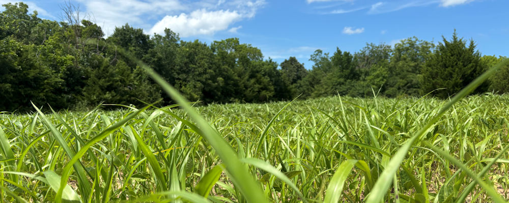 Top 5 Summer Food Plots for Whitetail Deer in Oklahoma