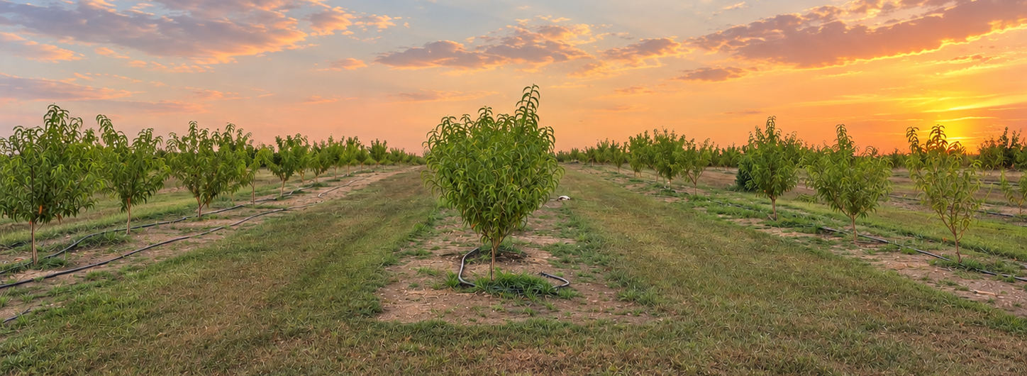 Sunset over the peach orchard at December Farms